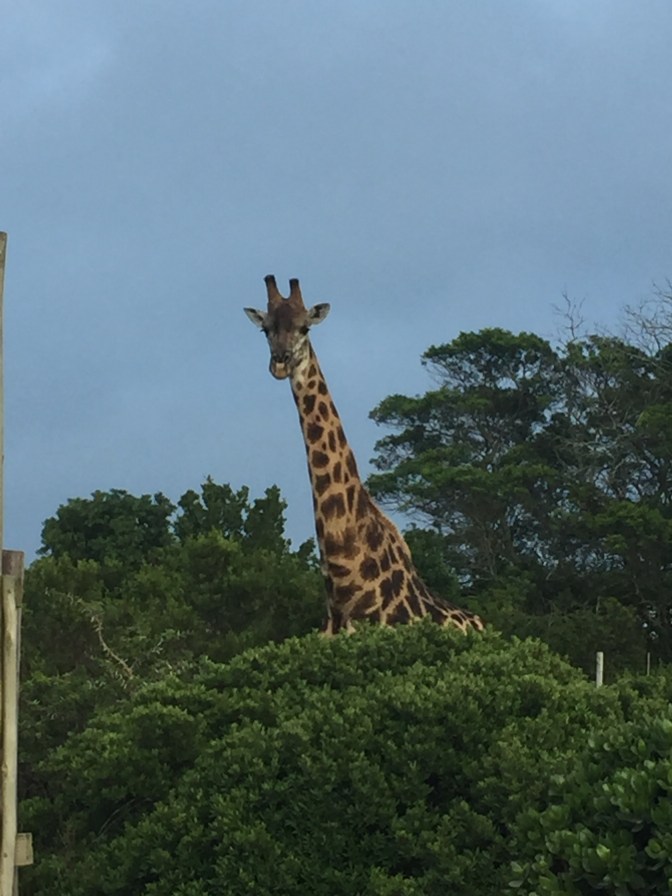 5AD2606A-B6AC-40CD-AD98-8188D0397360