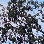 Cairns and our Next-Tree Neighbors